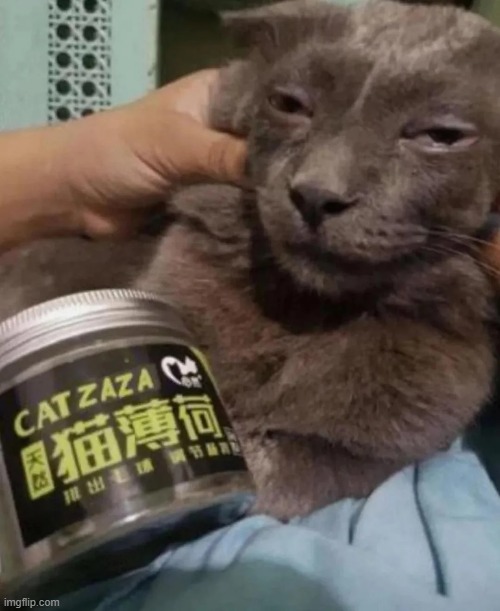 Cat on that za | made w/ Imgflip meme maker