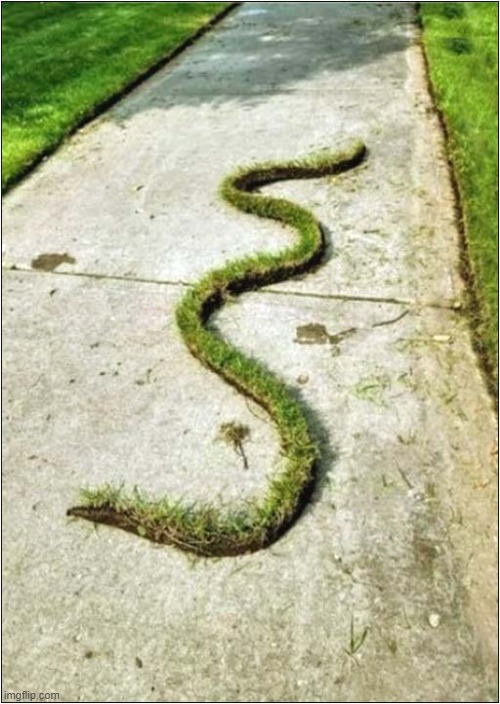 Is That A Grass Snake ? | image tagged in grass,snake,visual pun | made w/ Imgflip meme maker