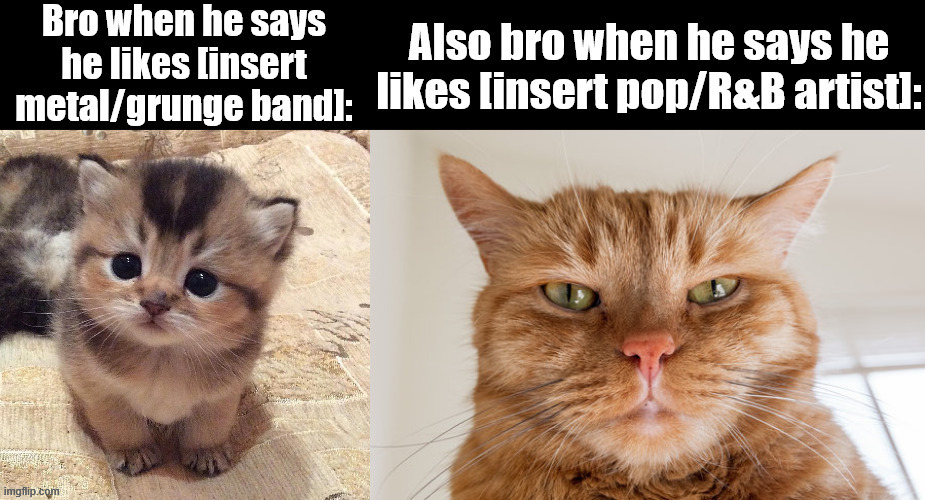 Why are people like this? | image tagged in memes,funny,funny memes,cats,music | made w/ Imgflip meme maker