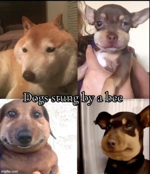 Some dogz just don't know how to BEEhave | image tagged in memeus,dogs,memes | made w/ Imgflip meme maker