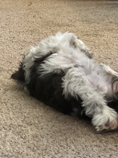 eepy dog | made w/ Imgflip meme maker