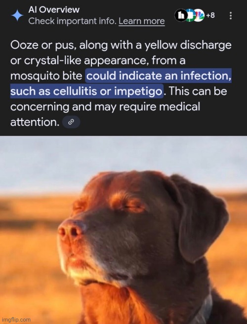 image tagged in dog accepting fate | made w/ Imgflip meme maker