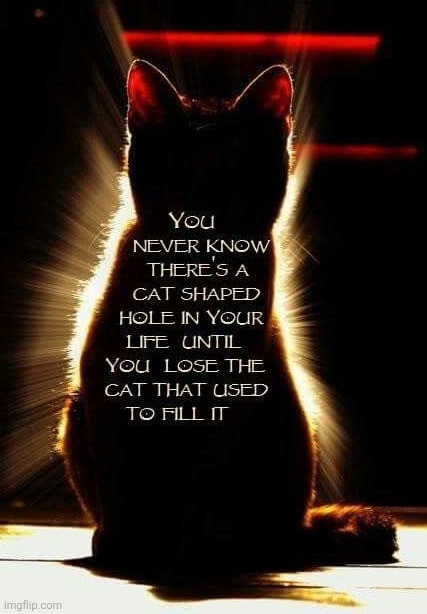 image tagged in cat,cat shaped hole,take a seat cat,i love cats,cat doctor,pop cat | made w/ Imgflip meme maker