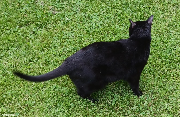 Gouda look like a puma fr | made w/ Imgflip meme maker