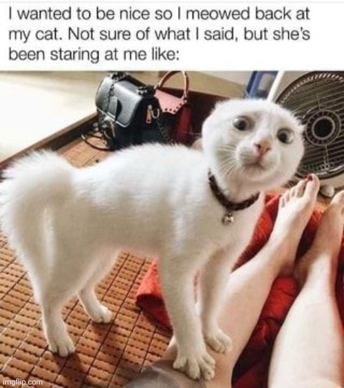 made w/ Imgflip meme maker