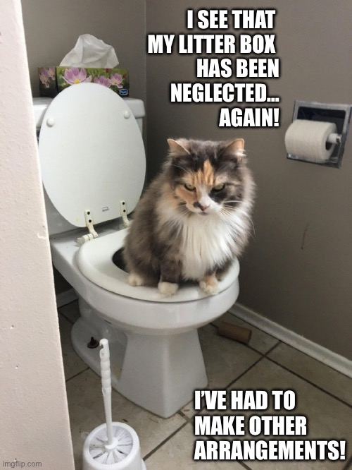 It happened again… | I SEE THAT 
MY LITTER BOX 
HAS BEEN
NEGLECTED…
AGAIN! I’VE HAD TO
MAKE OTHER
ARRANGEMENTS! | image tagged in cats,neglected litter box,toilet | made w/ Imgflip meme maker