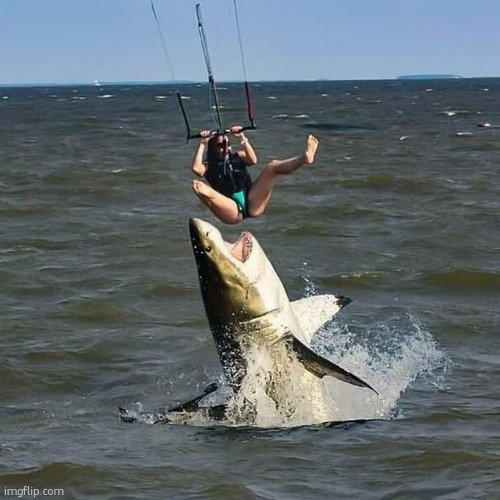 Woman almost eaten by shark | image tagged in woman almost eaten by shark | made w/ Imgflip meme maker