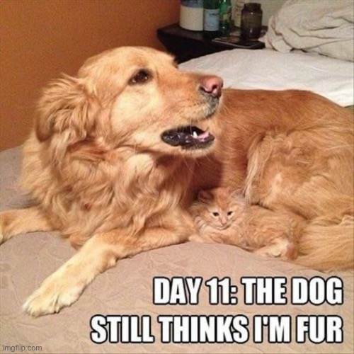 He still doesn’t know where all of that meowing is coming from… | image tagged in cats,camouflage,dog | made w/ Imgflip meme maker