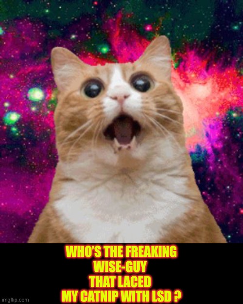 Who’s The WISE-GUY For Sure !!!  Enjoy It … U BIG PUSSY !  : ) | WHO’S THE FREAKING
WISE-GUY 
THAT LACED 
MY CATNIP WITH LSD ? | image tagged in kitties be trippin | made w/ Imgflip meme maker