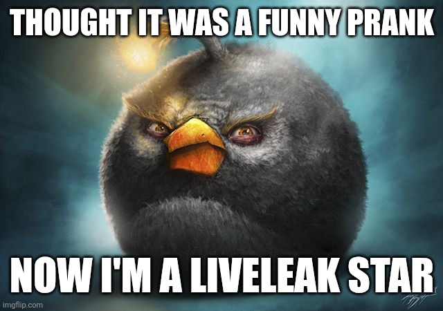 angry birds bomb | THOUGHT IT WAS A FUNNY PRANK; NOW I'M A LIVELEAK STAR | image tagged in angry birds bomb | made w/ Imgflip meme maker