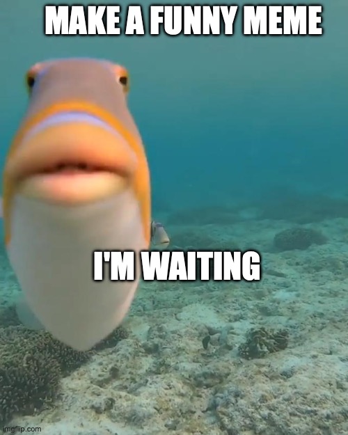 Make a funny meme fish | MAKE A FUNNY MEME; I'M WAITING | image tagged in staring fish,funny memes,creativity,creative | made w/ Imgflip meme maker