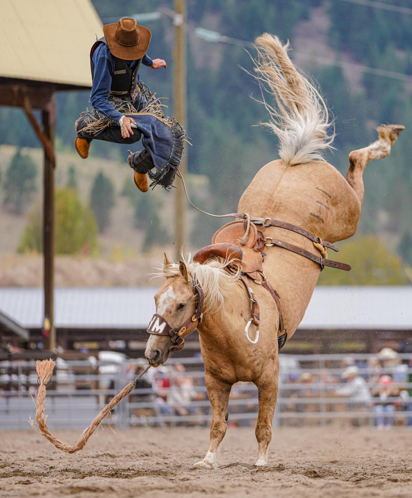 Getting bucked | image tagged in awesome | made w/ Imgflip meme maker