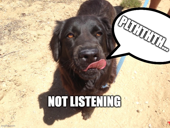 Not listening to you | PLTHTHTH... NOT LISTENING | image tagged in dog spitting out her tongue,dogs,dad joke dog,funny dogs,doggo | made w/ Imgflip meme maker