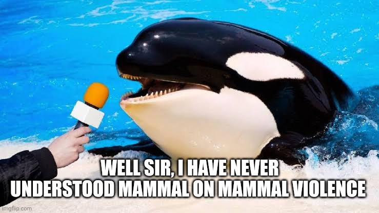 Orca talking into a microphone | WELL SIR, I HAVE NEVER UNDERSTOOD MAMMAL ON MAMMAL VIOLENCE | image tagged in orca talking into a microphone | made w/ Imgflip meme maker
