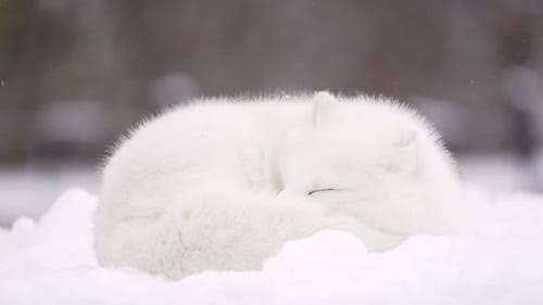 Arctic Fox Sleeping Blank Meme Template