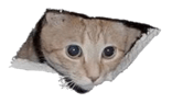 If you see this cat, you are lucky Meme Template