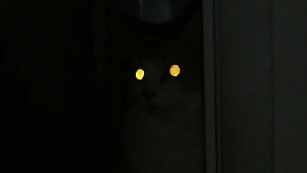 Cat Glow Eyes Blank Meme Template