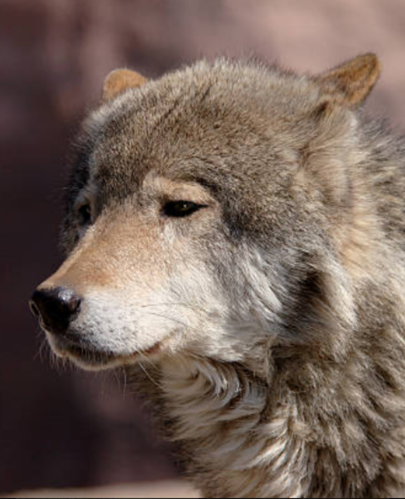 Sad wolf Blank Meme Template