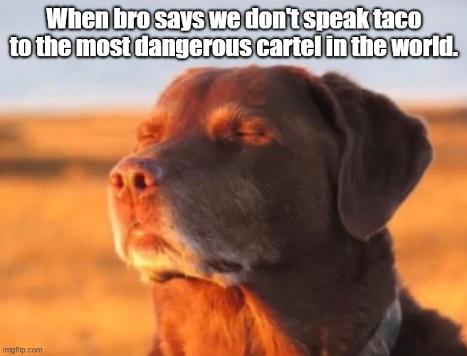 Dog accepting fate | When bro says we don't speak taco to the most dangerous cartel in the world. | image tagged in dog accepting fate | made w/ Imgflip meme maker
