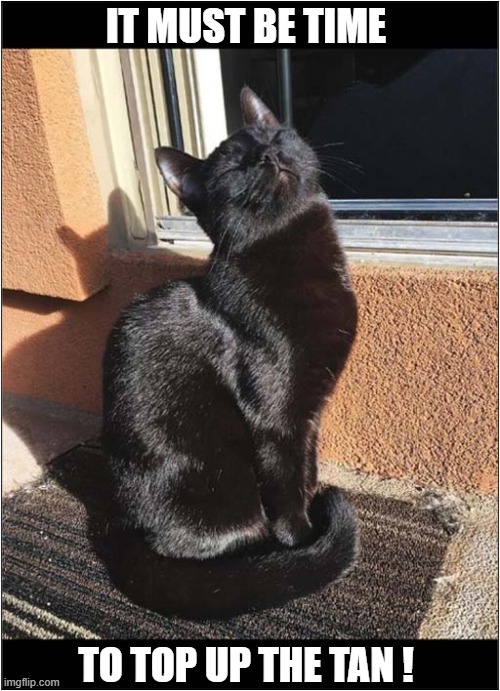 Another Lovely Sunny Day ! | IT MUST BE TIME; TO TOP UP THE TAN ! | image tagged in cats,sunny,tanning | made w/ Imgflip meme maker