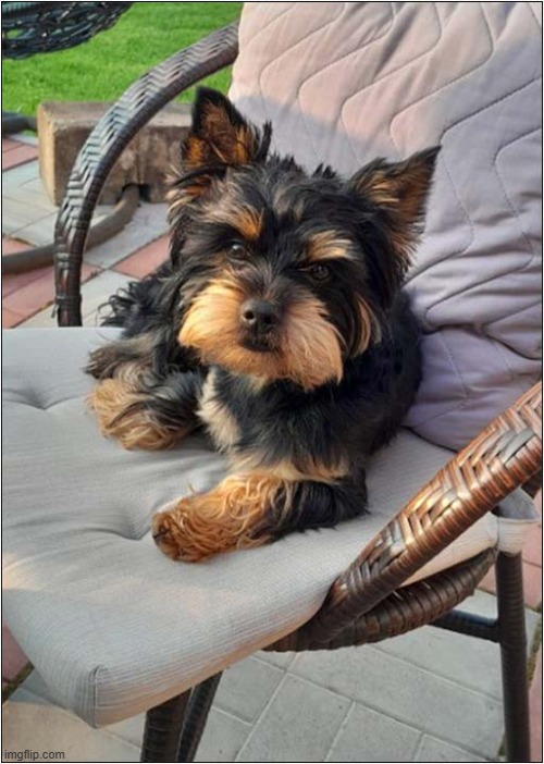 Just To Be Clear ... This My Chair Now ! | image tagged in dogs,frown,chair,mine | made w/ Imgflip meme maker