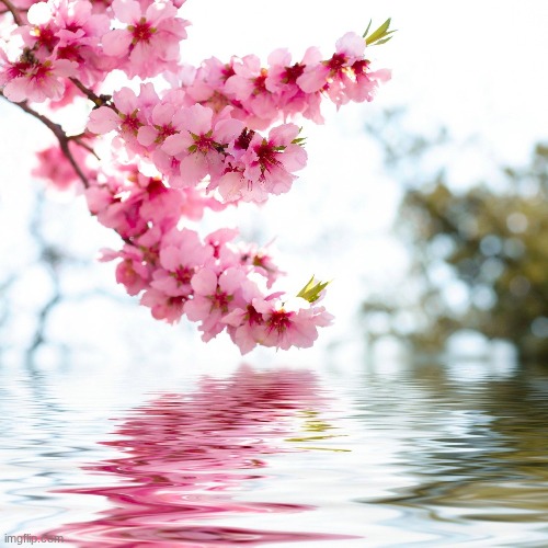 Flowers | image tagged in flowers,pink | made w/ Imgflip meme maker