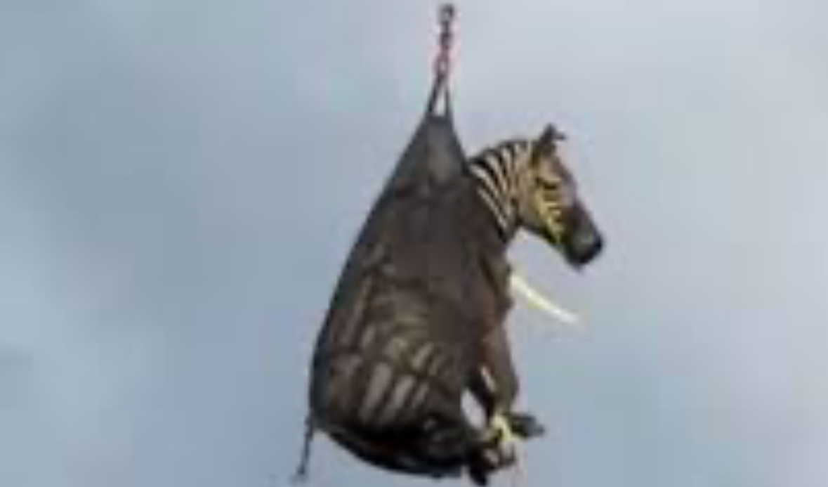 High Quality Zebra escape Blank Meme Template