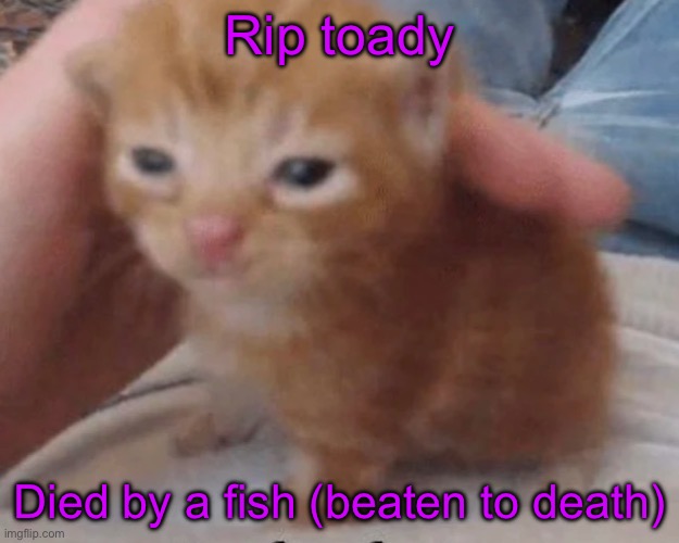 Herbert | Rip toady; Died by a fish (beaten to death) | image tagged in herbert | made w/ Imgflip meme maker