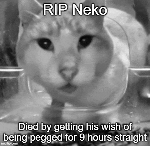 Mr Shock stare | RIP Neko; Died by getting his wish of being pegged for 9 hours straight | image tagged in mr shock stare | made w/ Imgflip meme maker
