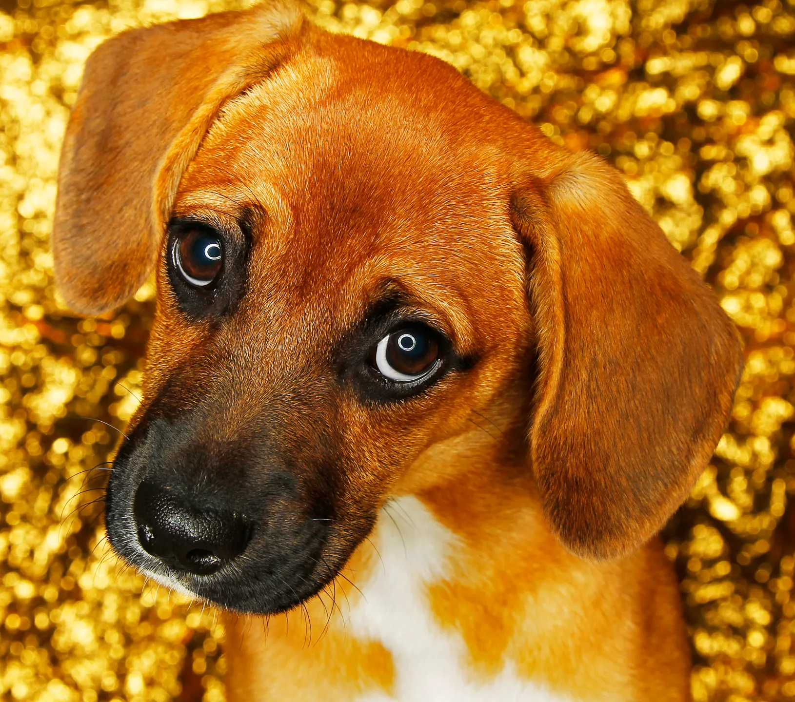 Sad Puppy Dog Eyes Blank Meme Template