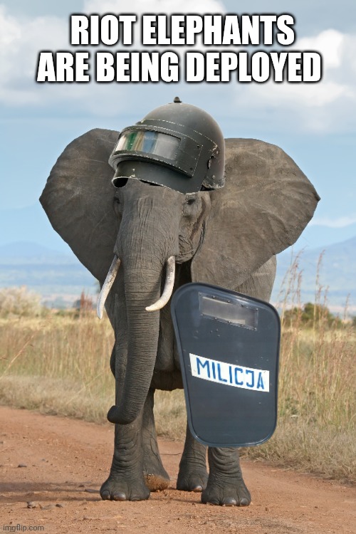 Riot memes | RIOT ELEPHANTS ARE BEING DEPLOYED | image tagged in elephants | made w/ Imgflip meme maker