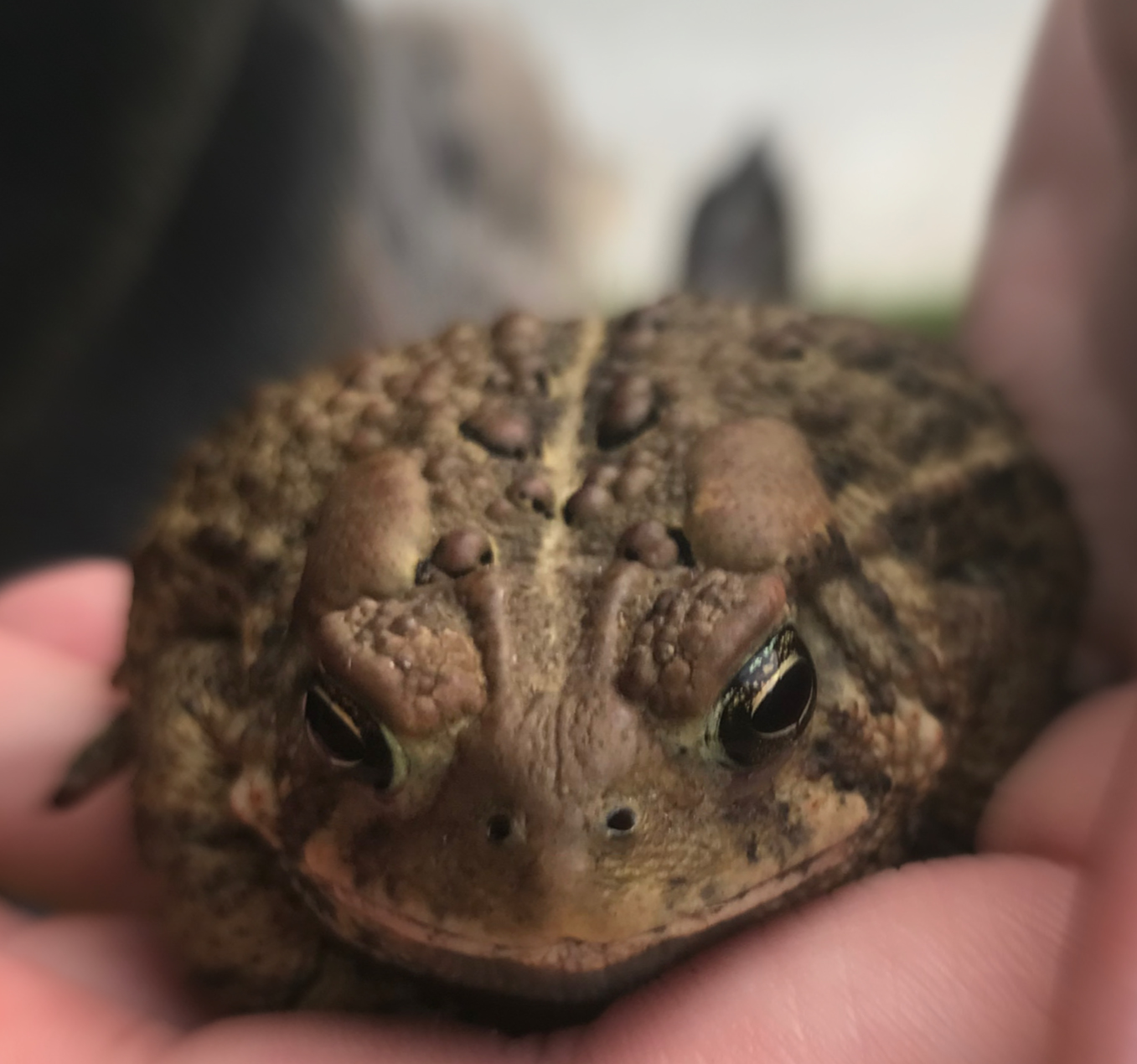 Grumpy toad Blank Meme Template