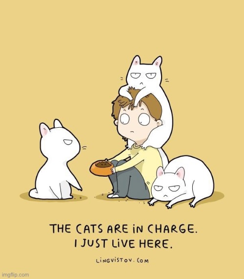 It seems that way… | image tagged in cats,comics,the cats are in charge | made w/ Imgflip meme maker