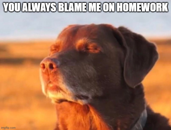 Dog accepting fate | YOU ALWAYS BLAME ME ON HOMEWORK | image tagged in dog accepting fate | made w/ Imgflip meme maker