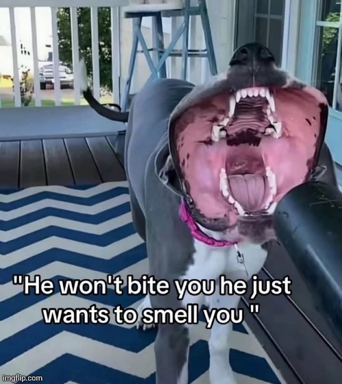 image tagged in dog | made w/ Imgflip meme maker