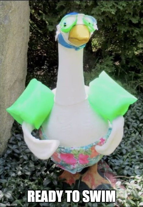 Water Wings | READY TO SWIM | image tagged in ducks | made w/ Imgflip meme maker