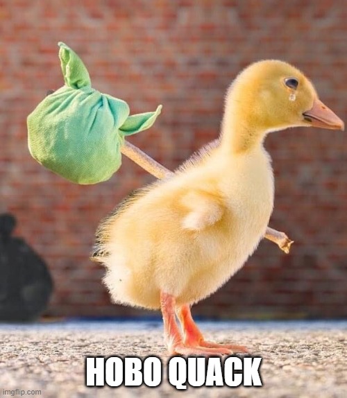 Homeless Duck | HOBO QUACK | image tagged in ducks | made w/ Imgflip meme maker