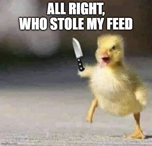 He Gon Cut You | ALL RIGHT, WHO STOLE MY FEED | image tagged in ducks | made w/ Imgflip meme maker