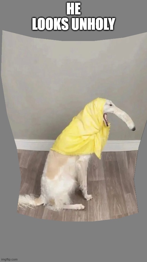 Unholy Dog | HE LOOKS UNHOLY | image tagged in dogs | made w/ Imgflip meme maker