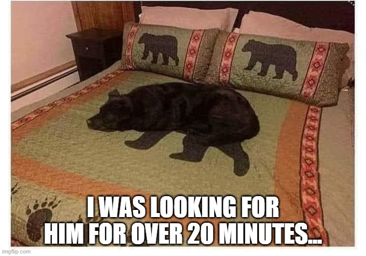 Hidden Pooch | I WAS LOOKING FOR HIM FOR OVER 20 MINUTES... | image tagged in dogs | made w/ Imgflip meme maker
