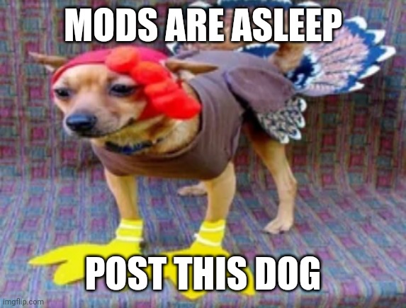 Turkey dog | MODS ARE ASLEEP; POST THIS DOG | image tagged in turkey dog | made w/ Imgflip meme maker