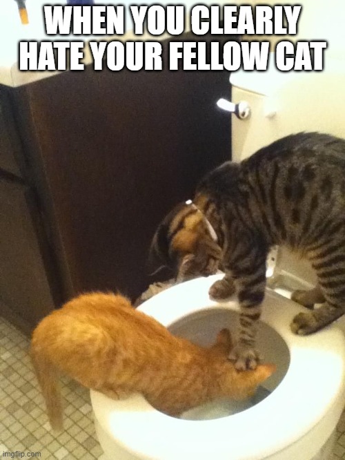Drown the Cat | WHEN YOU CLEARLY HATE YOUR FELLOW CAT | image tagged in cats | made w/ Imgflip meme maker