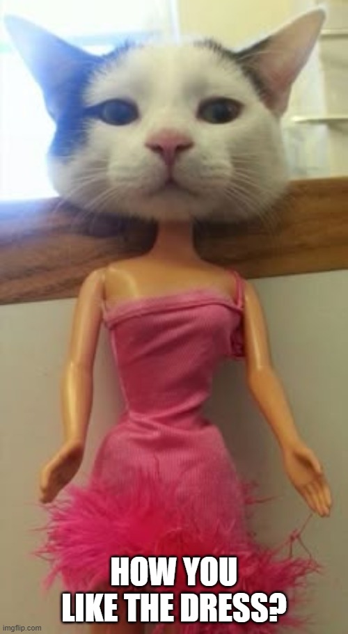 Barbie Kitty | HOW YOU LIKE THE DRESS? | image tagged in cats | made w/ Imgflip meme maker