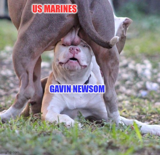 The ball's in your court, Gavin | US MARINES; GAVIN NEWSOM | image tagged in balls in face,gavin,ice,rioters | made w/ Imgflip meme maker