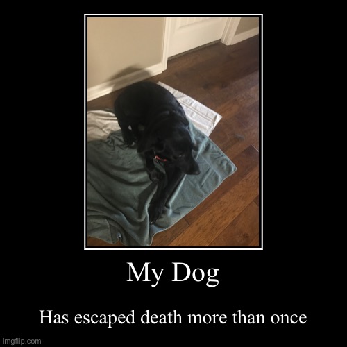 Please let my dog get lots of views | My Dog | Has escaped death more than once | image tagged in funny,demotivationals | made w/ Imgflip demotivational maker