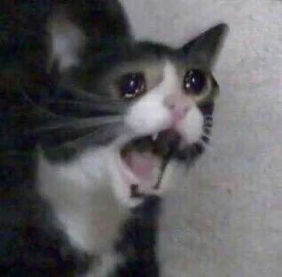 Crying cat Blank Meme Template