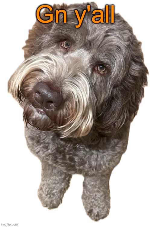 Norther's dog | Gn y'all | image tagged in norther's dog | made w/ Imgflip meme maker