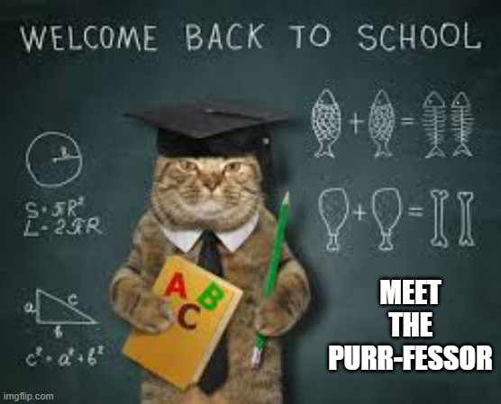 Cats: Meet the Purr-fessor.  -  funny  - | MEET THE PURR-FESSOR | image tagged in cats,kitten,funny,play on words,humor,teacher | made w/ Imgflip meme maker