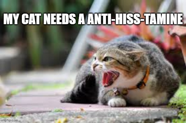 Sometimes a cat needs an anti-hiss-tamine.  - funny - | MY CAT NEEDS A ANTI-HISS-TAMINE | image tagged in cat,kitten,play on words,funny,humor | made w/ Imgflip meme maker