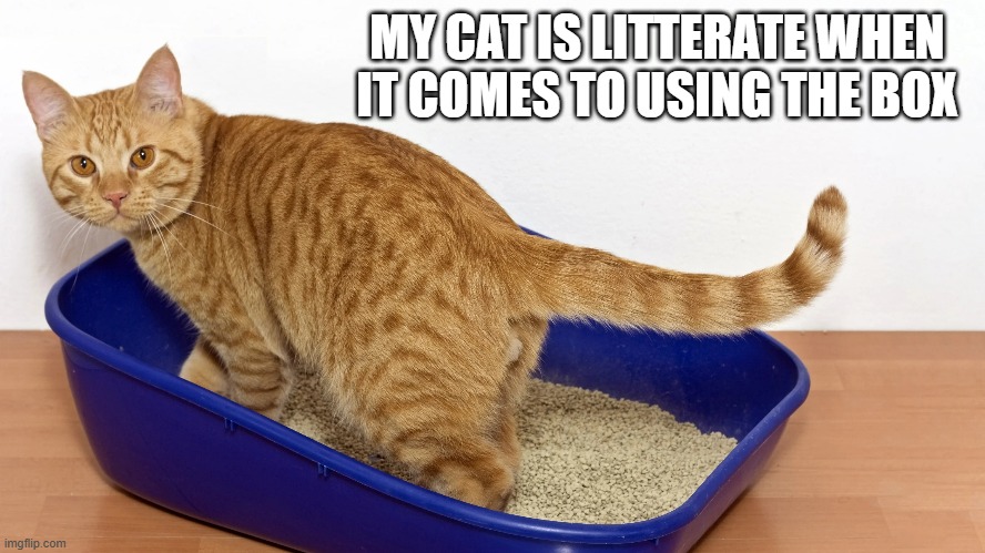 My cat is litter-ate when it comes to using her litter box.  - humor - | MY CAT IS LITTERATE WHEN IT COMES TO USING THE BOX | image tagged in cats,funny,kitten,litter box,humor,play on words | made w/ Imgflip meme maker